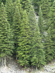 Abies cilicica