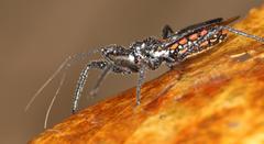 Rhynocoris albopunctatus