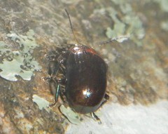 Gonioctenina