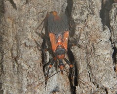 Havinthus rufovarius