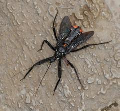 Rhynocoris albopunctatus