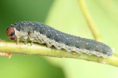 Empria candidata