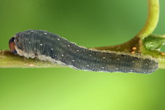 Empria candidata