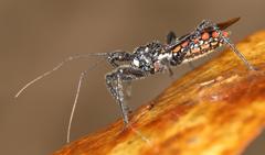 Rhynocoris albopunctatus