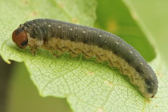 Empria candidata