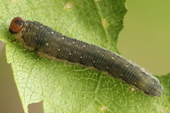 Empria candidata