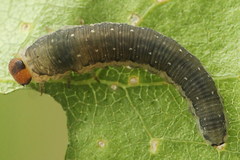 Empria candidata