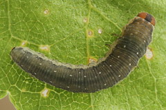 Empria candidata