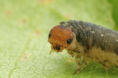 Empria candidata