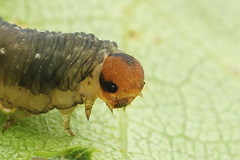 Empria candidata