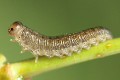 Empria candidata