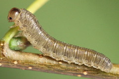 Empria candidata