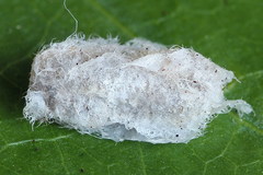 Empria candidata