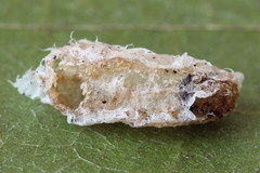 Empria candidata