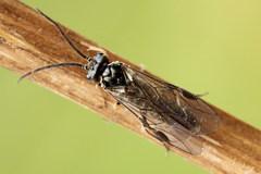 Empria candidata