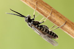 Empria candidata
