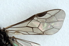 Empria candidata