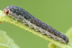 Empria candidata