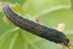 Empria candidata