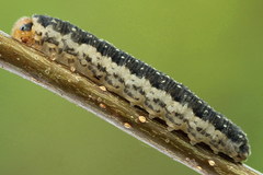 Empria candidata