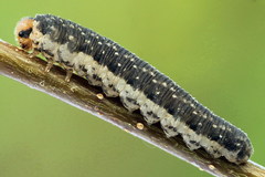 Empria candidata