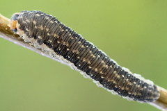 Empria candidata