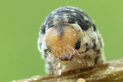 Empria candidata