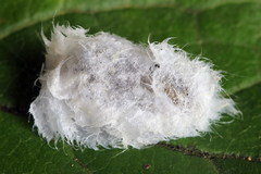 Empria candidata