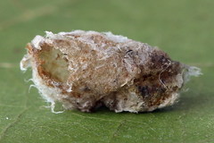 Empria candidata