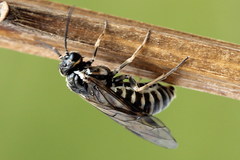 Empria candidata