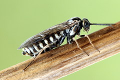 Empria candidata