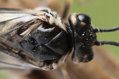 Empria candidata