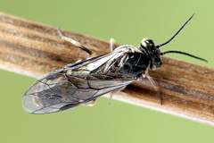 Empria candidata