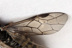 Empria candidata