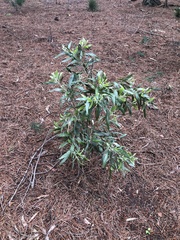Acacia melanoxylon