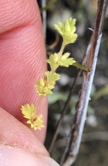 Alchemilla occidentalis