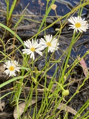 Brachyscome basaltica