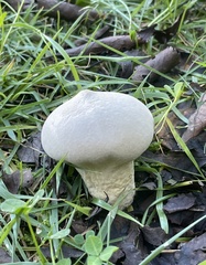 Lycoperdon