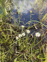 Brachyscome basaltica