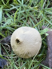 Lycoperdon