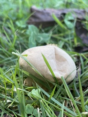 Lycoperdon