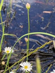 Brachyscome basaltica