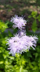 Conoclinium dissectum