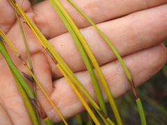 Eurychorda complanata