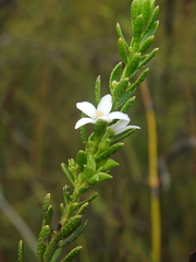 Philotheca queenslandica