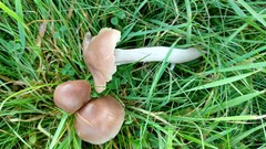 Cuphophyllus colemannianus