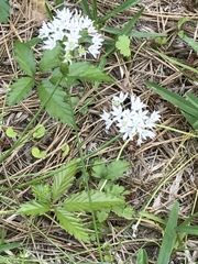 Allium canadense canadense