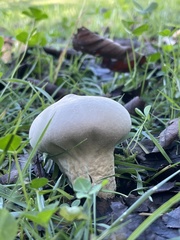 Lycoperdon