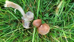 Cuphophyllus colemannianus