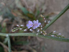 Limonium ovalifolium